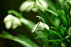 Common snowdrop - Galanthus nivalis 