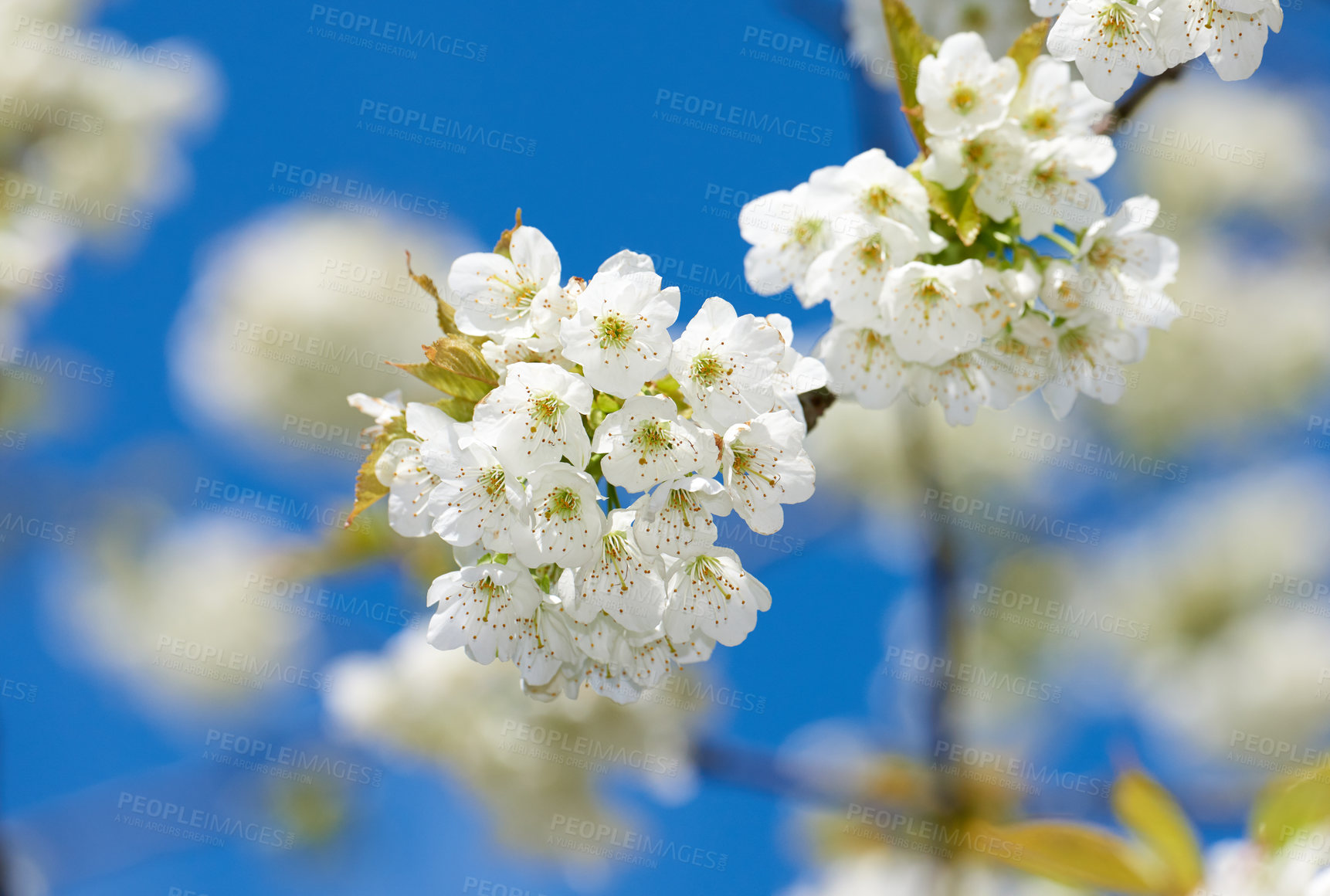 Buy stock photo Blooming Mirabelle plum (Prunus domestica L.) in spring