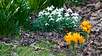 Common snowdrop - Galanthus nivalis 