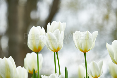 Buy stock photo A photo of beautiful tulips in the garden in early springtime