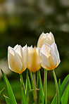 Tulips in my garden
