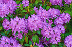 Rhododendron - garden flowers in May