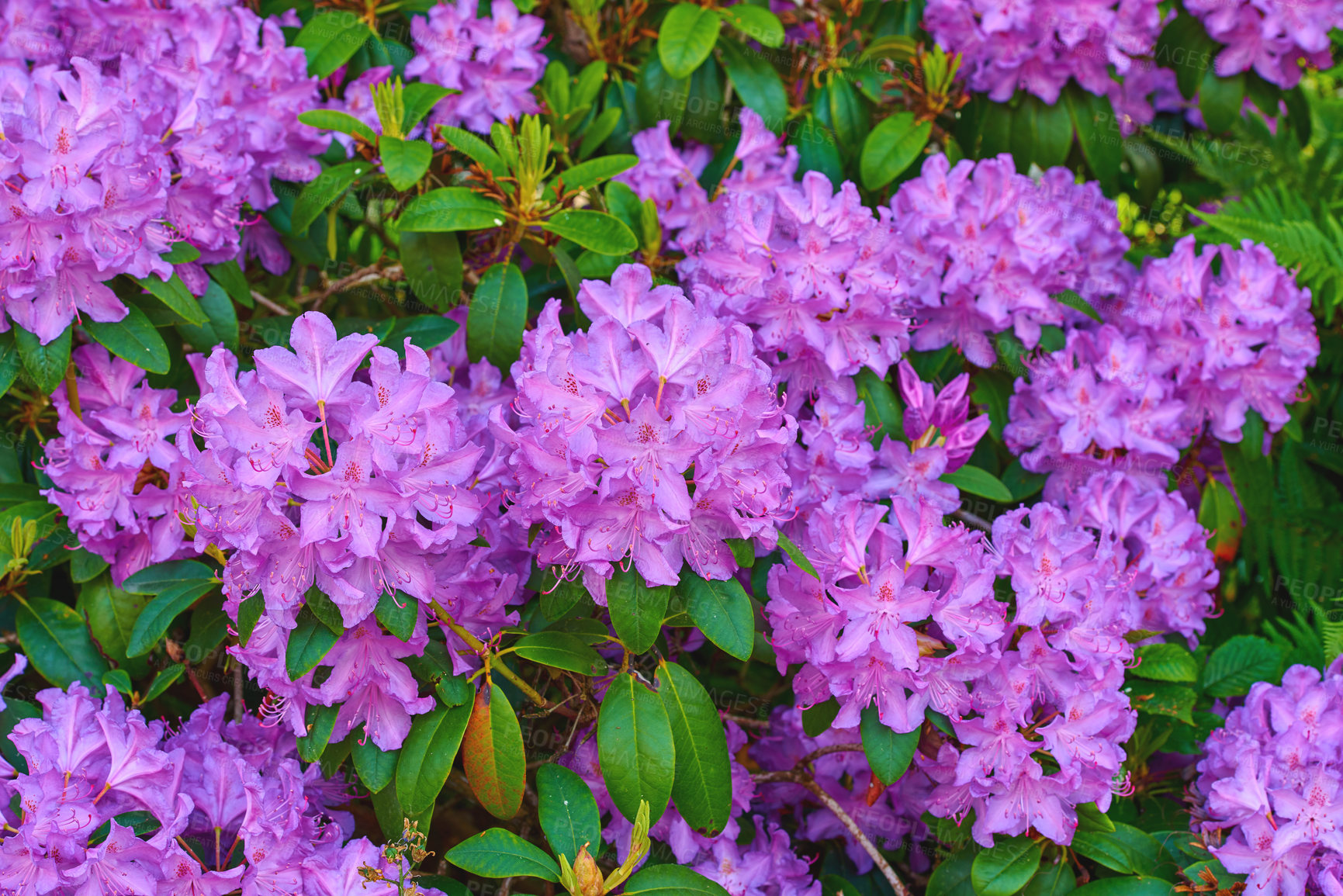 Buy stock photo Rhododendron is a genus of 1,024 species of woody plants in the heath family, either evergreen or deciduous, and found mainly in Asia, although it is also widespread throughout the Southern Highlands of the Appalachian Mountains of North America.