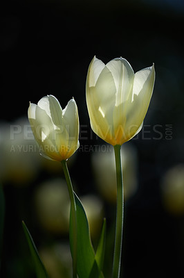 Buy stock photo Two white tulips on a dark background. Spring perennial flowering plants grown as ornaments for its beauty and floral fragrance scent. Closeup bouquet of beautiful tulip flowers with green stems