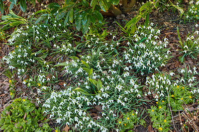 Buy stock photo Galanthus nivalis was described by the Swedish botanist Carl Linnaeus in his Species Plantarum in 1753, and given the specific epithet nivalis, meaning snowy (Galanthus means with milk-white flowers). T