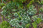 Common snowdrop - Galanthus nivalis 