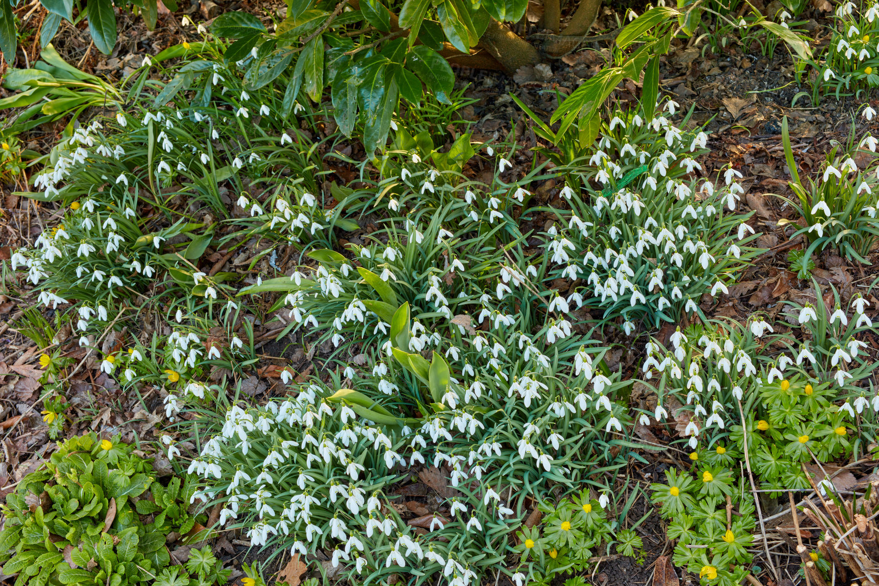 Buy stock photo Galanthus nivalis was described by the Swedish botanist Carl Linnaeus in his Species Plantarum in 1753, and given the specific epithet nivalis, meaning snowy (Galanthus means with milk-white flowers). T