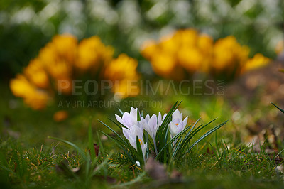 Buy stock photo Beautiful crocus in my garden in springtime