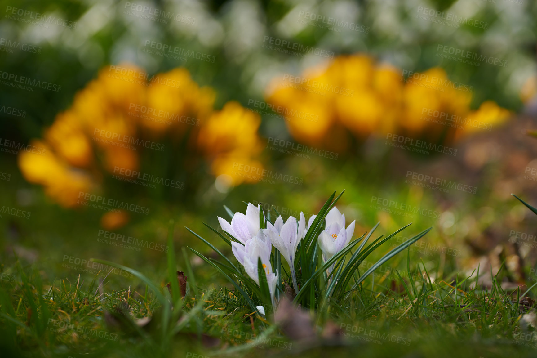 Buy stock photo Beautiful crocus in my garden in springtime