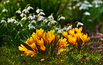 Beautiful crocus in the spring