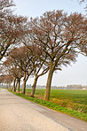 Avenue in the countryside