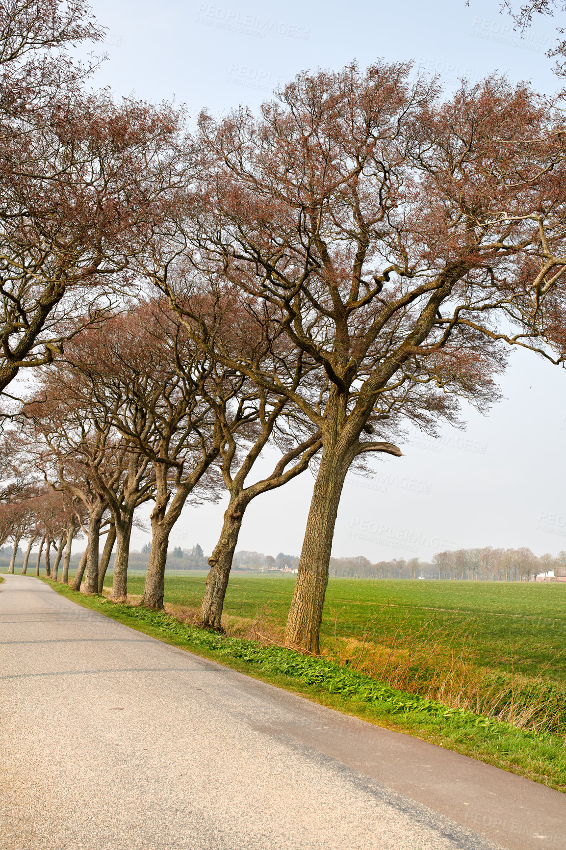 Buy stock photo A road lining an agricultural field in Denmark. An empty and secluded street along a farmland with greenery, crop and vegetation. Roadway on a vineyard or wine farm in a rural country area