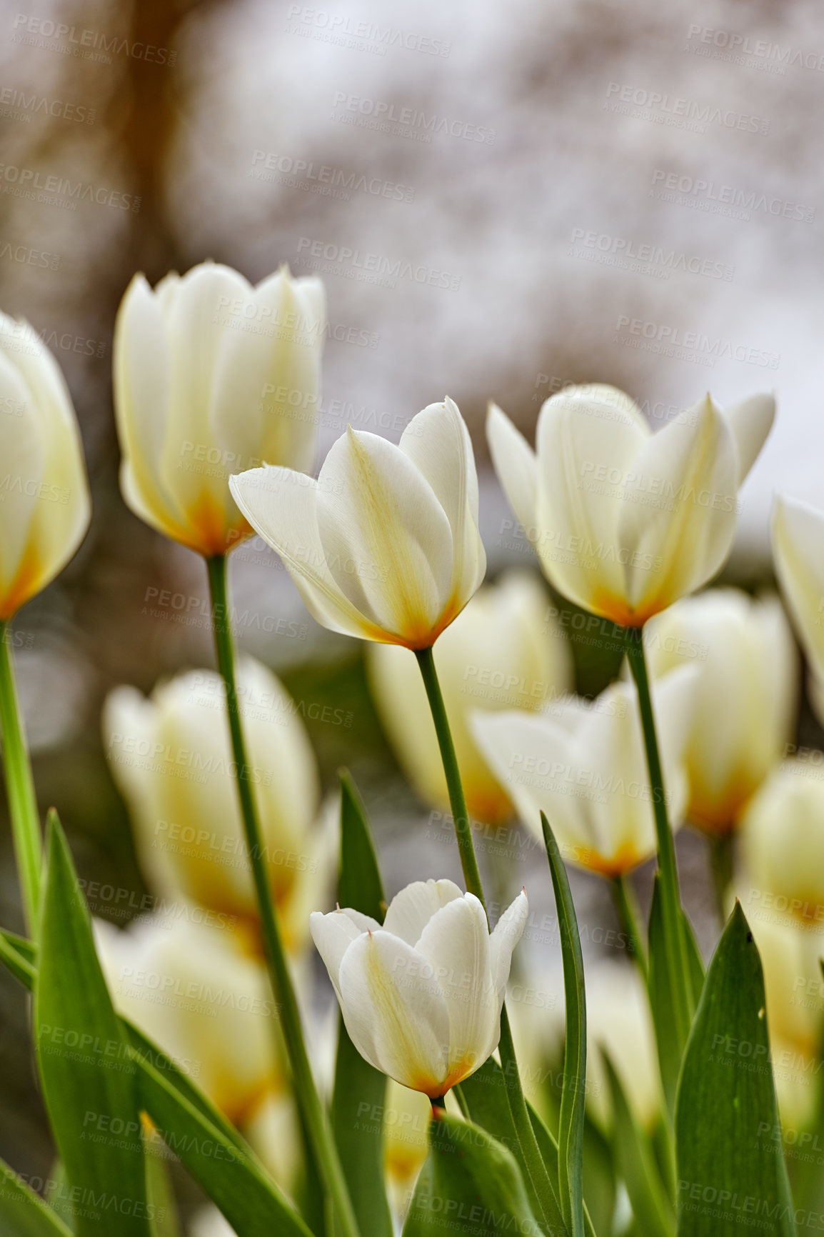 Buy stock photo Beautiful white tulips in my garden in early springtime