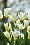 White tulips in my garden