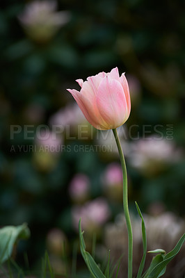 Buy stock photo A pink tulip on a dark background. Spring perennial flowering plants grown as ornaments for its beauty and floral fragrance scent. Closeup bouquet of beautiful tulip flowers with green stems