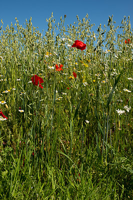 Buy stock photo Wheat field with lots of natural flowers