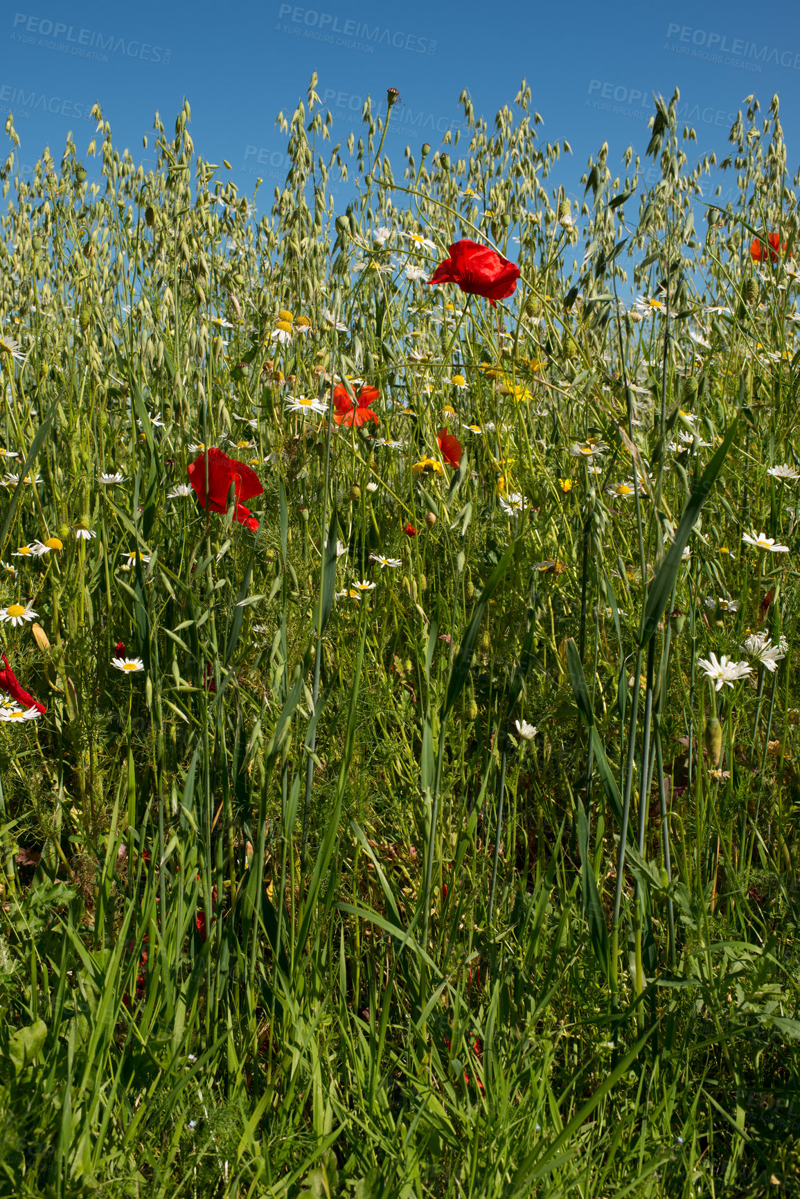 Buy stock photo Wheat field with lots of natural flowers