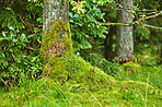 Forest wilderness