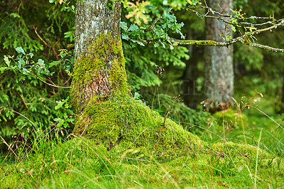 Buy stock photo Uncultivated forest wilderness in Denmark - Odde Natural Park