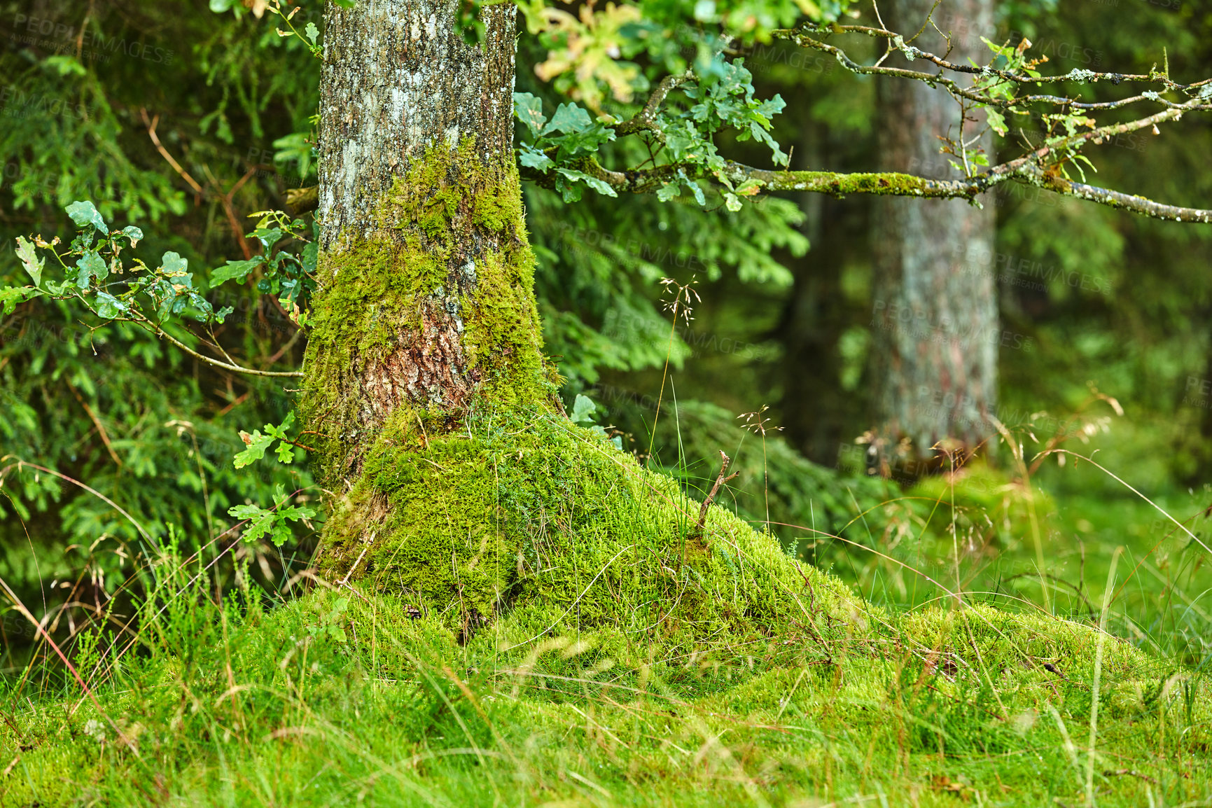 Buy stock photo Uncultivated forest wilderness in Denmark - Odde Natural Park