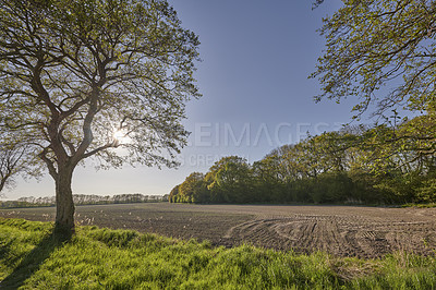 Buy stock photo Landscape of a sustainable farm or meadow with tall trees and a clear blue sky with copyspace. Organic agricultural field with green grass and soil ready for planting during autumn