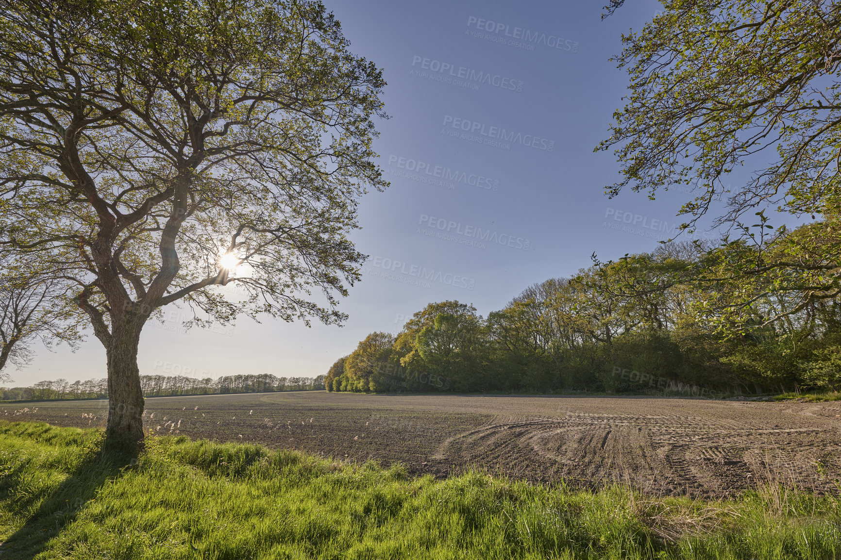 Buy stock photo Landscape of a sustainable farm or meadow with tall trees and a clear blue sky with copyspace. Organic agricultural field with green grass and soil ready for planting during autumn