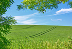 Green fields and blue sky framed by trees