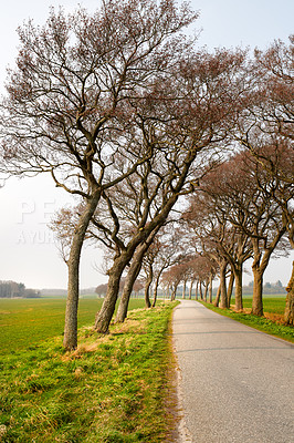 Buy stock photo Trees beside a country road in a calm landscape in Denmark in summer. A row of plants next to a an empty rural path in scenic farmland with copy space. Lush green endless fields in Europe