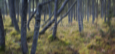 Buy stock photo Uncultivated forest wilderness in Denmark - Odde Natural Park