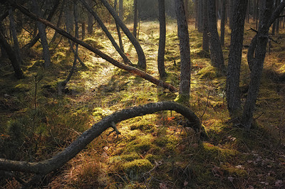 Buy stock photo Uncultivated forest wilderness in Denmark - Odde Natural Park