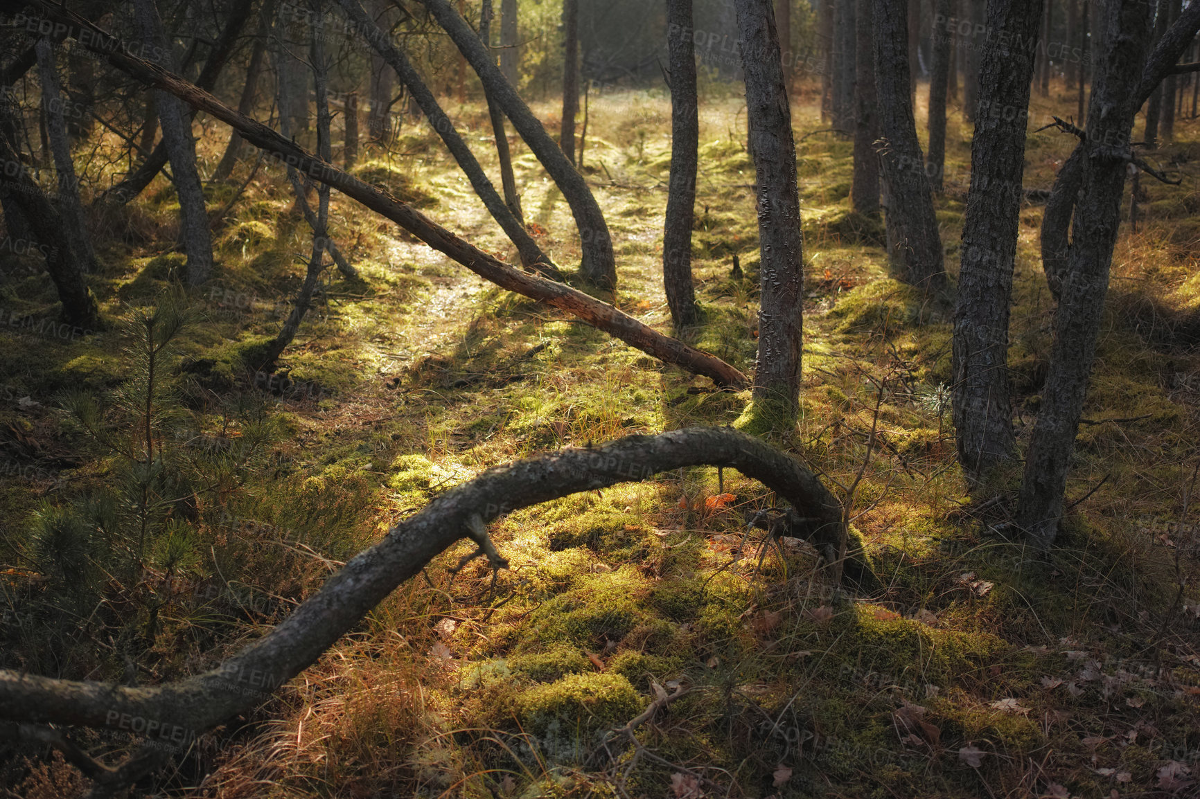 Buy stock photo Uncultivated forest wilderness in Denmark - Odde Natural Park