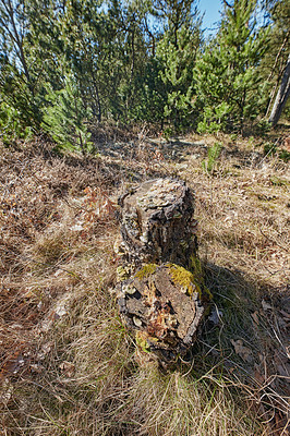 Buy stock photo Closeup view of a moss covered tree stump in an open grass field in the woods. Rural nature scene of overgrown wild reeds with a felled tree in an uninhabited, untouched and uncultivated forest