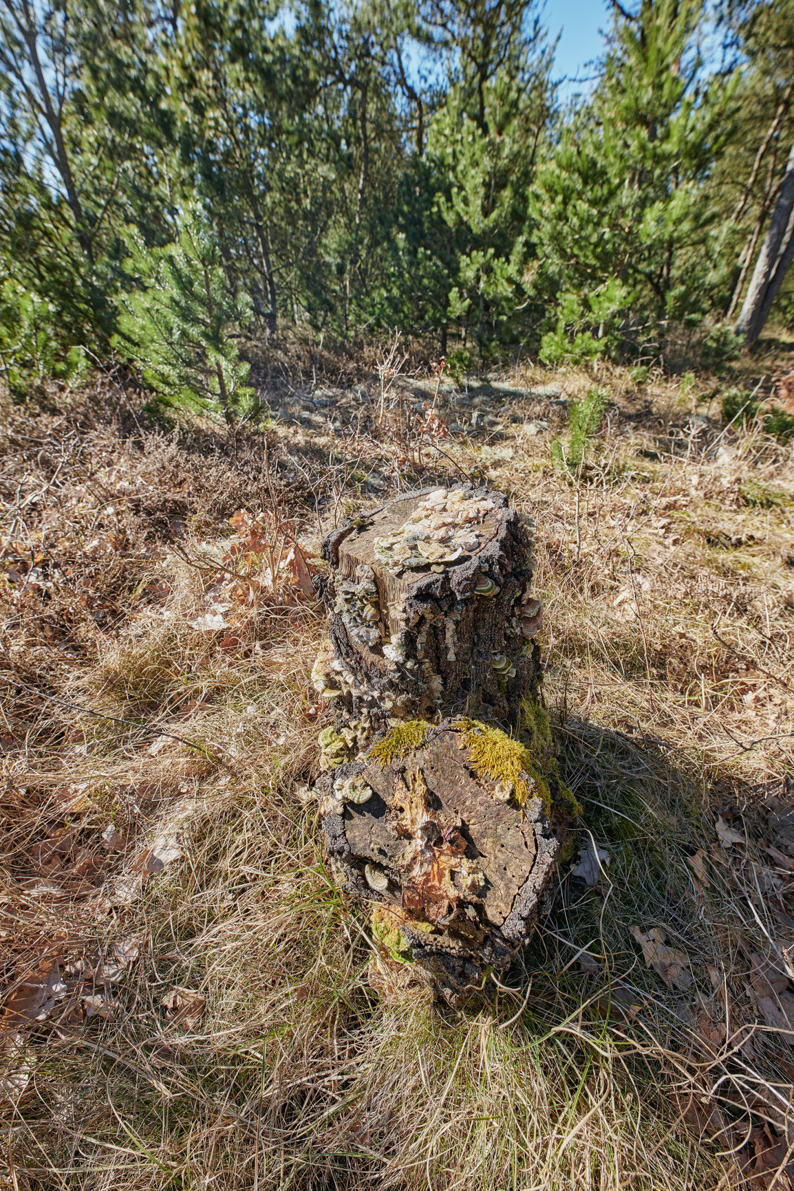 Buy stock photo Closeup view of a moss covered tree stump in an open grass field in the woods. Rural nature scene of overgrown wild reeds with a felled tree in an uninhabited, untouched and uncultivated forest