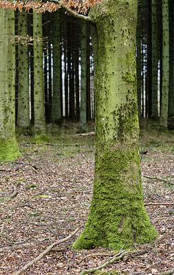 Buy stock photo A forest with tall trees with green moss on them on an autumn day outdoors in nature. The landscape of the woods with detail of a vibrant tree trunk in the woodlands in the morning