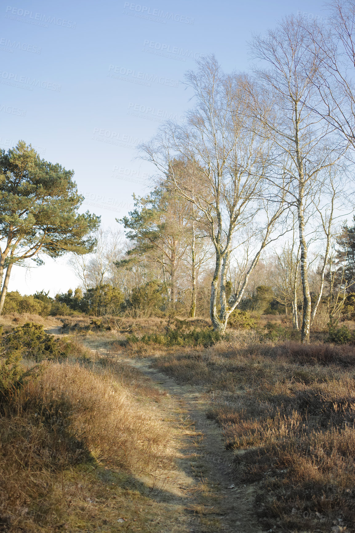 Buy stock photo Landscape of a secret and mysterious pathway in the countryside leading to a magical forest where adventure awaits. Quiet scenery with a hidden path surrounded by trees, shrubs and grass in Denmark