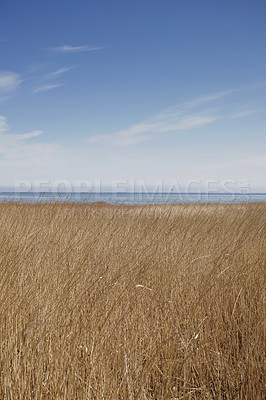 Buy stock photo Landscape of reeds at a lake against blue sky background with copyspace by the sea. Calm marshland with wild dry grass in Kattegat, Jutland, Denmark. Peaceful and secluded fishing location in nature