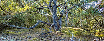 Buy stock photo Closeup landscape view of a unique tree in a green park in Kattegat in Denmark. Deserted natural woodlands or forest with foliage and greenery during summer. Plants and vegetation in a secluded area