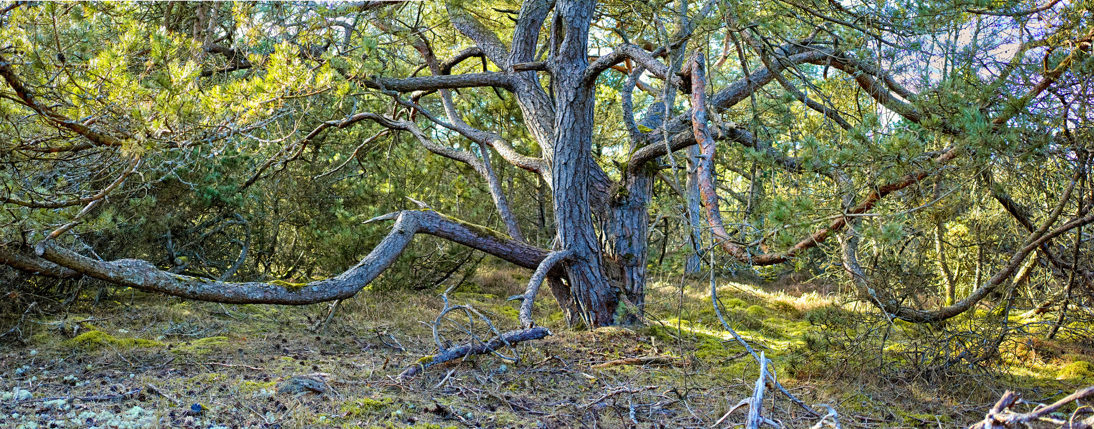 Buy stock photo Closeup landscape view of a unique tree in a green park in Kattegat in Denmark. Deserted natural woodlands or forest with foliage and greenery during summer. Plants and vegetation in a secluded area