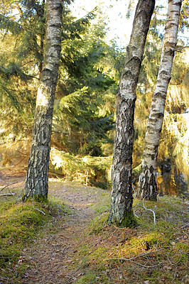 Buy stock photo Landscape of hiking trail or path surrounded by fir, cedar, or pine trees in quiet woods in Sweden. Environmental growth or nature conservation in remote, serene coniferous countryside forest