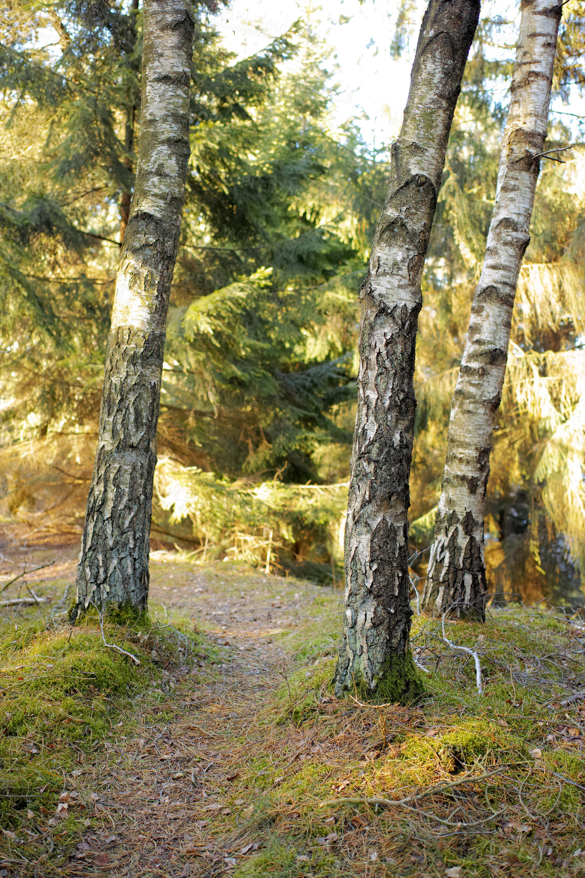 Buy stock photo Landscape of hiking trail or path surrounded by fir, cedar, or pine trees in quiet woods in Sweden. Environmental growth or nature conservation in remote, serene coniferous countryside forest