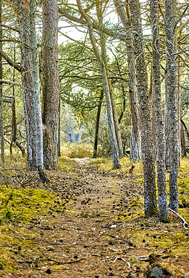 Buy stock photo Secret and mysterious pathway in the countryside leading to a magical forest where adventure awaits. Quiet scenery with a hidden path surrounded by trees, shrubs and grass in Denmark during spring