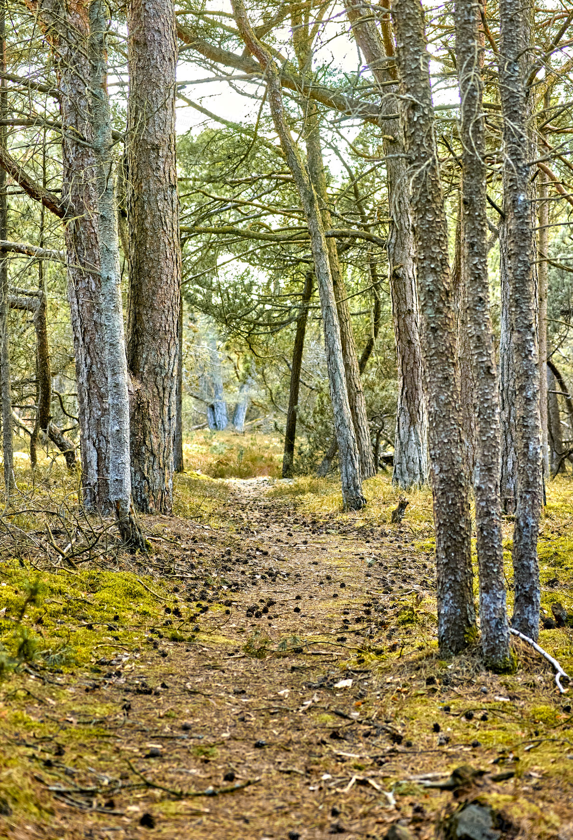 Buy stock photo Secret and mysterious pathway in the countryside leading to a magical forest where adventure awaits. Quiet scenery with a hidden path surrounded by trees, shrubs and grass in Denmark during spring