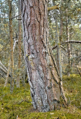 Buy stock photo A big old tree trunk in a forest. The woods surrounded by lots of green dry grass, branches, twigs in an empty, eco friendly environment in summer. Wild nature landscape with wood textures