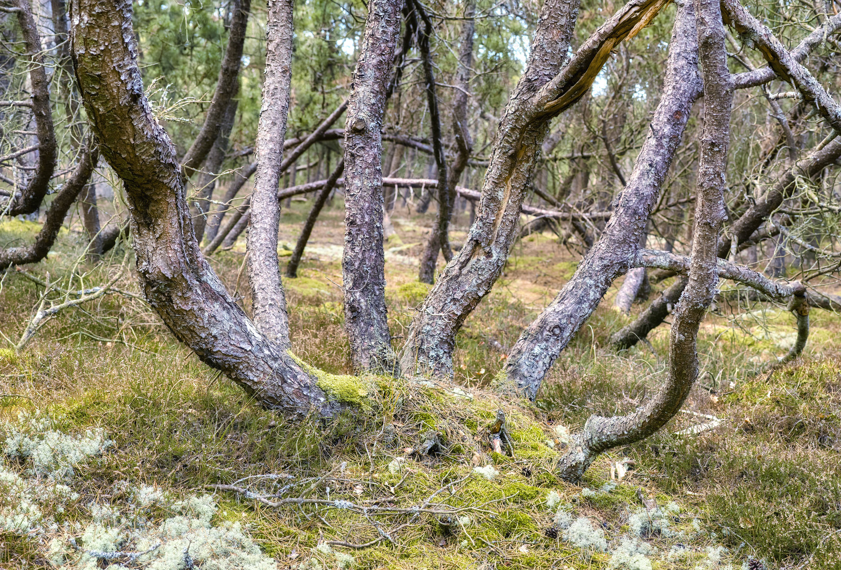 Buy stock photo Uncultivated forest wilderness in Denmark - Odde Natural Park