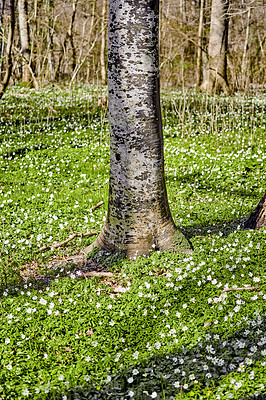 Buy stock photo Floral field with trees in a forest. Beautiful landscape of many wood anemone flowers blooming or growing near a birch trunk in a spring meadow. Pretty white flowering plants or wildflowers in nature
