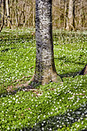 Anemones in Early spring 