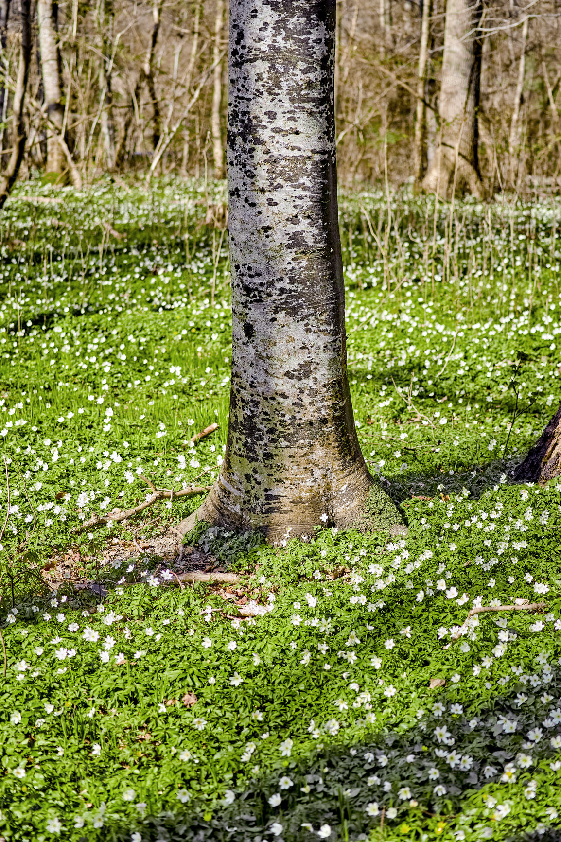 Buy stock photo Floral field with trees in a forest. Beautiful landscape of many wood anemone flowers blooming or growing near a birch trunk in a spring meadow. Pretty white flowering plants or wildflowers in nature