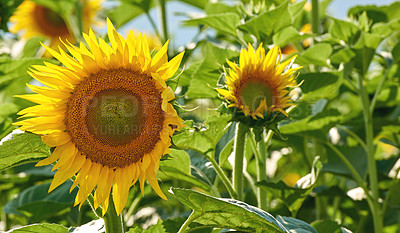 Buy stock photo Sunflowers in a green field blossom during summer. Closeup of beautiful yellow flowers blooming in an agricultural field. Vibrant daisies growing in nature's backyard in the season of spring