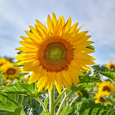 Buy stock photo One sunflower growing in a field against a cloudy blue sky with copy space. A single yellow flowering plant blooming in a green field in spring. Closeup of a flowerhead blossoming in a garden