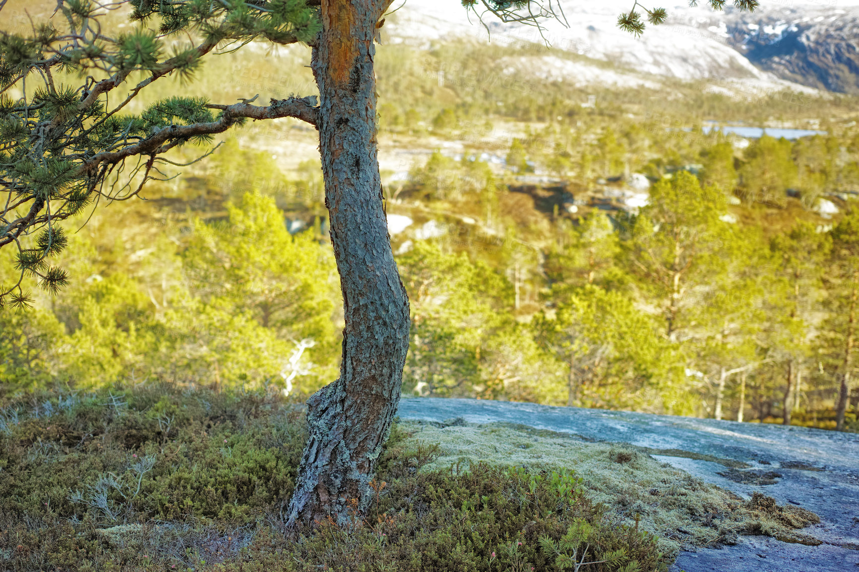 Buy stock photo Environmental nature conservation or reserve of mountain pine trees in remote, coniferous forest in a serene and peaceful countryside. Landscape of fir, cedar plants growing in quiet woods in Germany